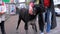 People petting a stray dog on a City Street against the Background of Passing Cars and People