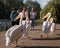 People photograph colourful pink pelicans with long beaks, by the lake in St James\\\'s Park, London UK.