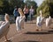 People photograph colourful pink pelicans with long beaks, by the lake in St James\\\'s Park, London UK.