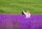 People photographed in a large Delphinium field