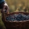 People are picking blueberries, agritourism, blueberries field , Fresh ripe organic blueberries in a basket, generative ai tools