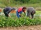 People picking chard