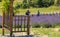 People picking lavender at farm