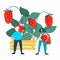 People picking strawberries vector illustration in flat style. Harvesting, agritourism concept. Fresh fruit concept