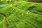 People picking tea on plantation