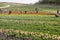 People picking tulips and daffodils