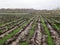 People plant trees on the field in beds dug