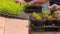 People planted plants in pots on the conveyor, plant planted hands close-up. Conveyor in the greenhouse