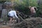 People planting seedlings