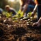 People planting seedlings in the ground, close up gardening