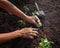 People planting young tree on dirt soil with gardening tool use