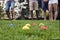 People playing patanque in park