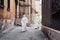 People with protective suits and respirators walking outdoors along deserted  abandoned  ruined street during the war. Coronavirus