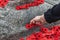 People put poppy flowers on Tomb of the Unknown Soldier in Ottawa, Canada on Remembrance Day.