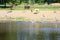 People relax by the river in hot weather, watching the distance. beach on a background of green trees