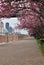 People relaxing on a bench under blooming cherry trees