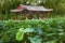 People Relaxing Red Pavilion Lotus Garden Temple of Sun City Park Beijing China