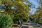 People rest on benches on Primorsky Boulevard in resort town of Sochi. Wonderful view of alley with huge oak tree