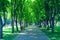 People rest in city park sitting on benches. Footpath with big trees and benches. Relax place