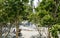 People rest near the Bougainvillea fountain in shade of flowering Heptacodium miconioides or Seven son flower tree