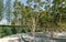 People rest near the Bougainvillea fountain in shade of flowering Heptacodium miconioides or Seven son flower tree.