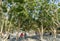 People rest near the Bougainvillea fountain in shade of flowering Heptacodium miconioides or Seven son flower tree. Public city pa