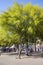 People resting in the shade flowering trees Ratama