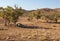 People are resting in shade of a tree. Flinders Ranges. South Australia.