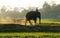 People ride elephant on path at countryside