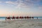 People riding Camels on Cable Beach on a beautiful summers evening