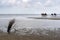 People riding horses on the beach at low tide in Wadden Sea