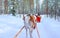 People riding Reindeer sled caravan at winter forest in Rovaniemi reflex