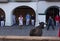 People running from the bulls during the Bull Runs festivities Navarre, Spain.