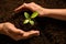 People`s hands cupping protectively around young plant