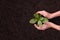 People`s hands cupping protectively around young plant