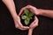 People`s hands cupping protectively around young plant