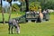 People on safari tour feeding giraffe. Zebra defocused in the foreground. at Bush Gardens Tamp