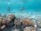 People scuba dive in Rarotonga Cook Islands