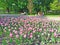 People are sitting on bench in park with pink tulips. City landscaping