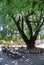 People sitting under a giant plane tree in Dilofo village