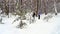 People skiing in winter forest.