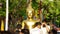 People spray holy water to the Buddha statue