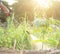 People spraying water or fertilizer to young papaya tree in garden