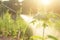 People spraying water or fertilizer to young papaya tree in garden