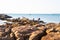 People on stones on the seashore collect mussels, shells, seafood