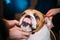 People stroking Young English Bulldog Dog