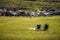 People sunbathing on a grass in foreground, Full busy car park and surf shop during COVID 19 panademic