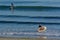 People surf on stand up pedal board