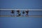 People on suspension bridge