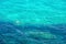 People swimm and snorkeling inside paradise clear torquoise blue water in Favignana island, Bue Marino Beach, Sicily Sout